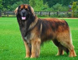 Leonbergers may look fascinating now, but there's more to know about this towering purebred. Leonberger