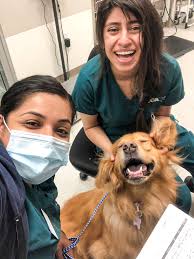 Vca Animal Timberlyne Vet Animal Hospital South Valley Veterinary Clinic  South Valley