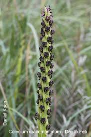 Image result for Corycium