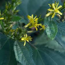 Image result for Triumfetta