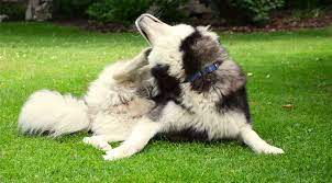 Can Dogs Get Mosquito Bites Find Out Now