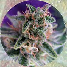 Peak Harvest Cannabis Culture