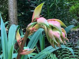 Image result for Beschorneria yuccoides