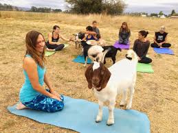 Central point clackamas corvallis cottage grove dallas damascus eagle point estacada. Goat Yoga Craze Oregon Yoga Business Goes Viral Fort Worth Business Press