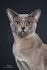 European and American Burmese Cats - A Controversy - Cat Appy