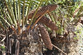 Image result for Encephalartos transvenosus