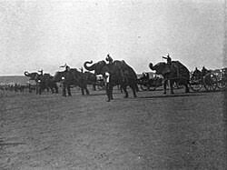 War elephant - Wikipedia