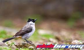 Suara Kutilang Burung Gambar Burung Gambar