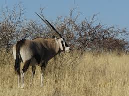 Oryx Gazelle Wikipedia Ses motifs animaux de la savane pourront saccorder aux tenues de bébé. oryx gazelle wikipedia