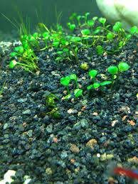 Image result for Marsilea minuta