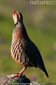 Image result for Alectoris rufa