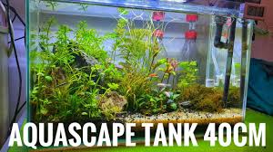 Berhubung kedua induknya sudah mulai berebut mengasuh anak efeknya mereka bertengkar dan. Aquascape Tank 40cm Youtube