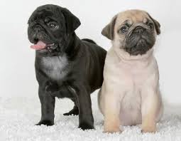 Black And Tan Pug Puppies Cute Black Fawn Pug Puppies Pugs And Kisses Cute Pugs Pug Puppies