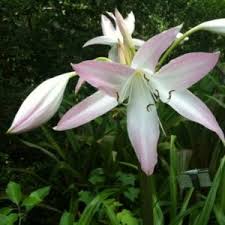 Image result for Crinum harmsii