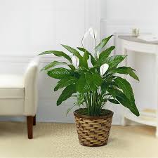 Image result for Spathiphyllum