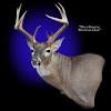 Mule deer buck mount (i.redd.it). Https Encrypted Tbn0 Gstatic Com Images Q Tbn And9gcqntqs2tua398mjlpk7iifdbenskzwjxmae1rtdivprjoyhqvmy Usqp Cau