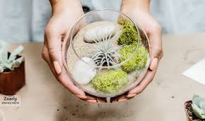 Making a airplant terrarium is very exciting, so this season you can gift your folks the diy kit that looks not only exotic and professional but also is easy to make. Create An Unforgettable Air Plant Terrarium