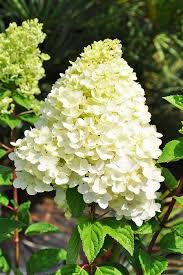 Https Shop Mein Schoener Garten De Rispen Hortensie Bombshell Hydrangea Paniculata Bombshell Products 15963 Hydrangea Paniculata Hortensien Bepflanzung