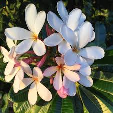 Pink Dwarf Singapore Plumeria Tropical Garden Plants