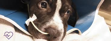 You buy a bag of food with a picture of a cat on it, dump it in a bowl, and wait for your feeding your cat well—really well—involves a little more thought. Feeding The Critical Canine And Feline Patient Today S Veterinary Nurse