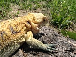 Yes, bearded dragons can eat kiwi but only ever so often because kiwi is high in oxalates which binds with calcium. She Ate A Flower From The Yard Bearded Dragon Org