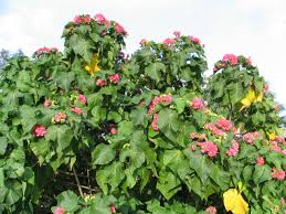 Image result for Dombeya lastii