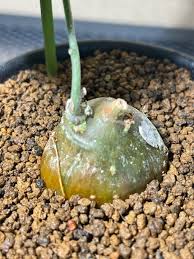 Image result for Cyclantheropsis parviflora