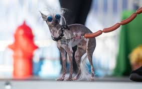 Marry your favorite character online. World S Ugliest Dog Competition Winner For 2019 Is Scamp The Tramp