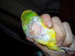 Videolarımızı faydalı buluyorsanız beğenmeyi ve henüz ev kuşları ailesinin bir üyesi değilseniz abone olarak ailemize katılmayı unutmayın. Muhabbet Kusu Hastaligi Belirtileri Papagan Hastaliklari Tedavisi