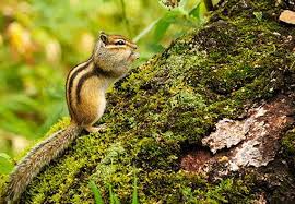 Chipmunks live outdoors and they are very accustomed to loud and frequent noises living near humans and traffic. How To Get Rid Of Chipmunks Updated For 2021