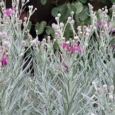 Image result for Vernonia jelfiae