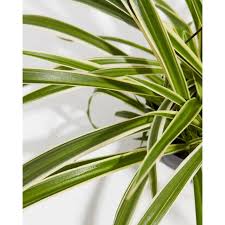 Image result for Chlorophytum ruahense