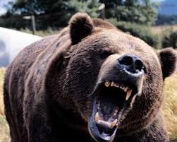 Black Bear Vs Grizzly Bear Size Difference Comparing Playoff Cases Tcu Vs Baylor Angry Bear Animal Attack Dangerous Animals