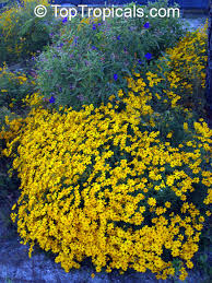 Image result for tagetes)