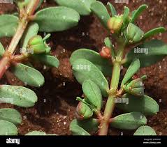 Image result for Euphorbia inaequilatera
