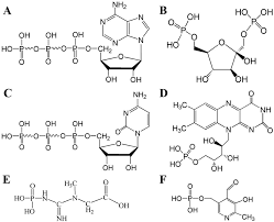 Deoxyribonucleic acid (dna) is a molecule that contains the biological instructions that make each species unique. Biomolecule Assisted Green Synthesis Of Nanostructured Calcium Phosphates And Their Biomedical Applications Chemical Society Reviews Rsc Publishing