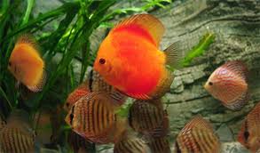 So empfehlen sich kleinere diskusfische beispielsweise für aquarien ohne anspruchsvolle einrichtung, weil sie häufiger futter benötigen, wodurch das wasser. Nachzucht Diskus Kaufen Vom Profi Dnz Bei Uns Erhalten Sie Gesunde Tiere