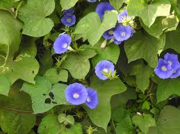 Image result for Ipomoea nil