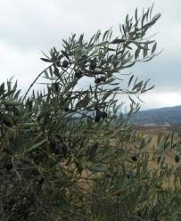 Image result for Olea chimanimani