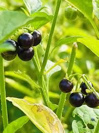 Image result for Solanum nigrum