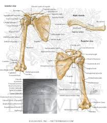 Works to initiate abduction of the shoulder joint. Bones Of The Pectoral Girdle And Shoulder