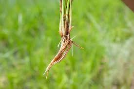 Image result for Fuirena ciliaris