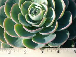 Image result for Micromeria imbricata