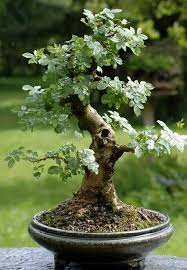 Fraxinus Excelsior Bonsai Google Search Bonsai Tree Care Bonsai Tree Types Bonsai Tree