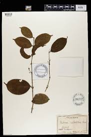 Image result for Canthium bugoyense