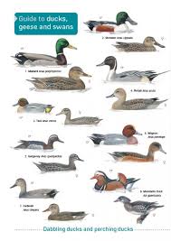 id chart guide to ducks geese and swans