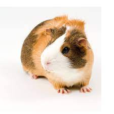 Which small pet is right for me? Guinea Pigs For Sale Buy Live Guinea Pigs For Sale Petco