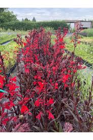 Image result for foto Lobelka