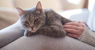 ruyada kedi yavrusu gormek ne anlama gelir ruyada kedi yavrusu gormek ve sevmek ne demek ruya tabirleri haberleri