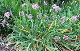 Image result for Tulbaghia fragrans